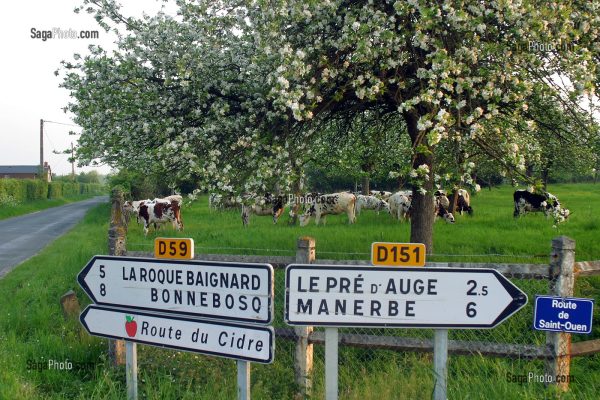 VACHE DE RACE NORMANDE SOUS UN POMMIER EN FLEURS. ROUTE DU CIDRE, CALVADOS (14) // NORMANDY COW UNDER A FLOWERING APPLE TREE, THE CIDER ROAD, CALVADOS (14)