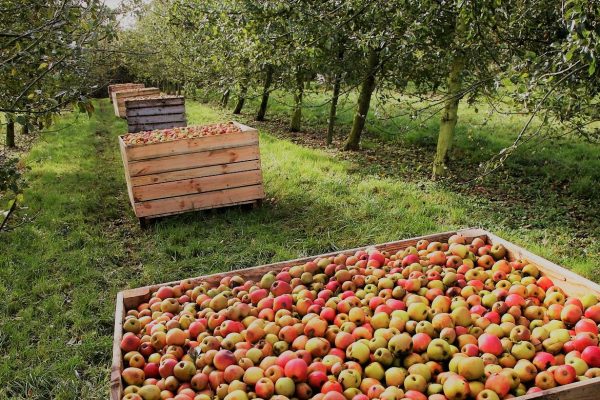 Route_du_cidre__17_r__colte_en_palox_-_Cr__dit_C_Bosschard_-_opt_header_filtre